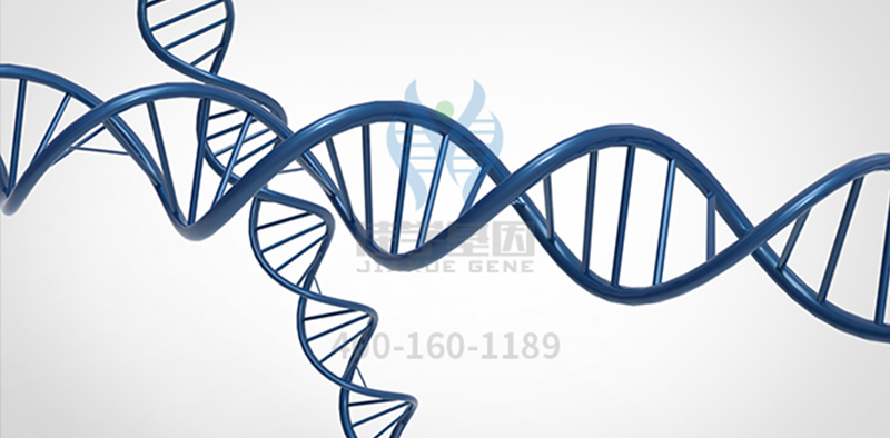 【佳学基因-基因检测】线粒体替代疗法（MRT）被用以预防线粒体遗传病