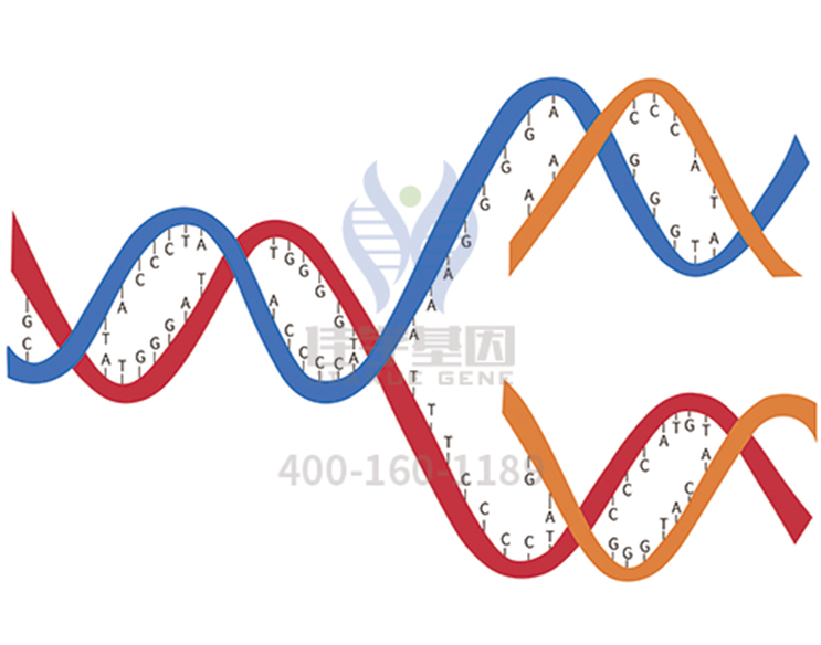 【佳学基因检测】复安欣基因检测