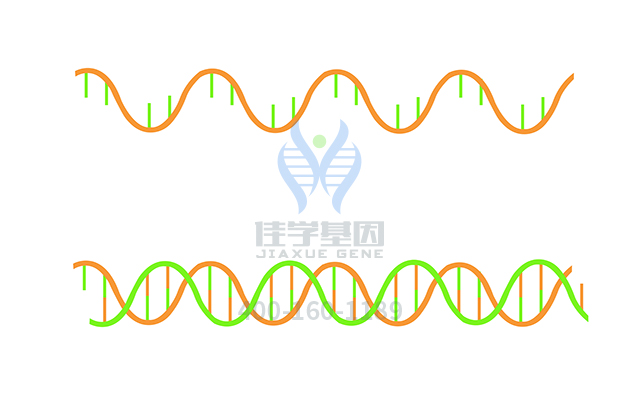 【佳学基因检测】RNA酶T2缺陷性白质脑病基因解码、<a href=http://www.jiaxuejiyin.com/tk/jiema/cexujishu/2021/31933.html>基因检测</a>的报告有人解读吗？