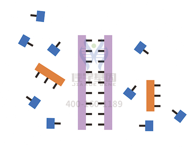 【佳学基因检测】做卡那霉素不良反应基因解码、<a href=http://www.jiaxuejiyin.com/tk/jiema/cexujishu/2021/31933.html>基因检测</a>需要多长时间？