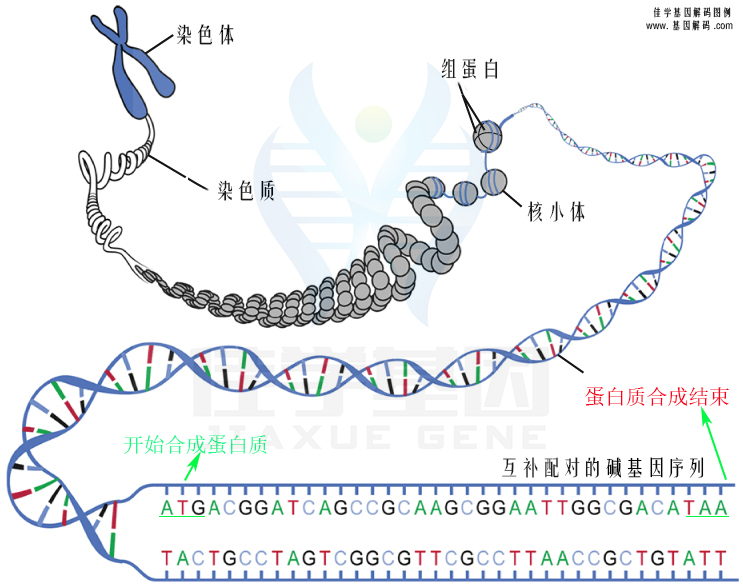 【佳学基因检测】平滑肌肉瘤基因解码、<a href=http://www.jiaxuejiyin.com/tk/jiema/cexujishu/2021/31933.html>基因检测</a>怎么预约解读？