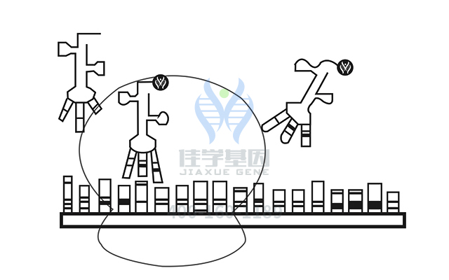 【佳学基因检测】做小于胎龄基因解码、<a href=http://www.jiaxuejiyin.com/tk/jiema/cexujishu/2021/31933.html>基因检测</a>采用什么样品？