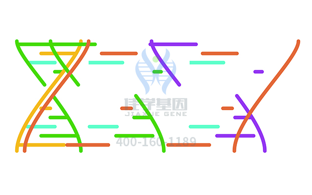 【佳学基因检测】神经纤维瘤基因解码、<a href=http://www.jiaxuejiyin.com/tk/jiema/cexujishu/2021/31933.html>基因检测</a>有什么用？