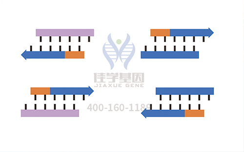 【佳学基因检测