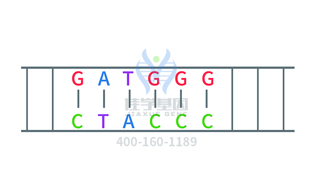 【佳学基因检测】耳聋常染色体显性13型基因解码、<a href=http://www.jiaxuejiyin.com/tk/jiema/cexujishu/2021/31933.html>基因检测</a>报告时间是一样的吗？