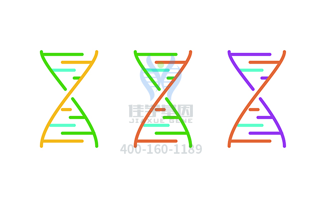 【佳学基因检测】房间隔缺损2型基因解码、<a href=http://www.jiaxuejiyin.com/tk/jiema/cexujishu/2021/31933.html>基因检测</a>可以只做基因解码吗？