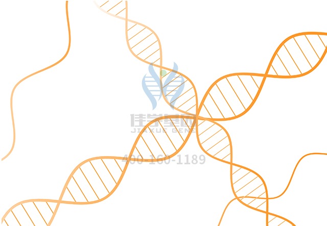 【佳学基因检测】做慢性粒细胞白血病基因解码、<a href=http://www.jiaxuejiyin.com/tk/jiema/cexujishu/2021/31933.html>基因检测</a>需要多长时间？