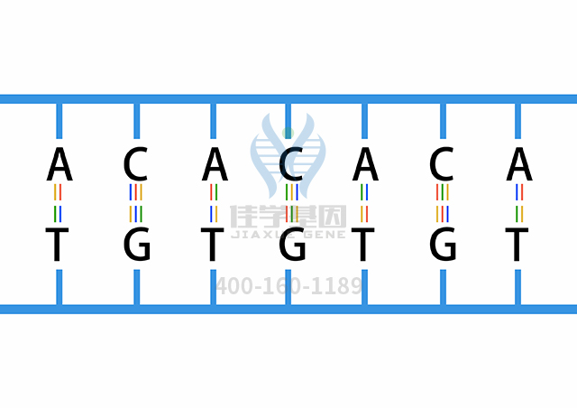 【佳学基因检测】无Rh抗原性溶血性贫血调节型基因解码、<a href=http://www.jiaxuejiyin.com/tk/jiema/cexujishu/2021/31933.html>基因检测</a>报告时间是一样的吗？