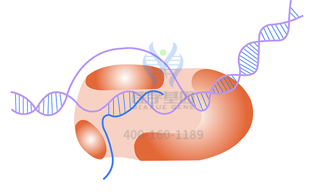 【佳学基因检测】甲状腺发育异常1基因解码、<a href=http://www.jiaxuejiyin.com/tk/jiema/cexujishu/2021/31933.html>基因检测</a>报告时间是一样的吗？