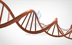 【佳学基因检测】怎么做智力低下和独特的面部特征有或没有心脏缺陷(MRFACD)基因解码、<a href=http://www.jiaxuejiyin.com/tk/jiema/cexujishu/2021/31933.html>基因检测</a>?