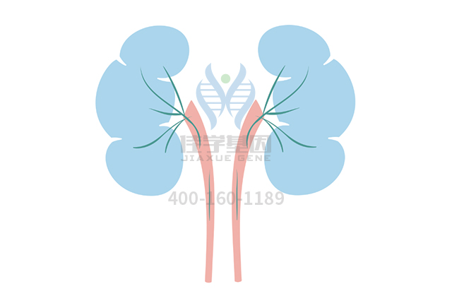 【佳学基因检测】眼皮肤白化病1B型基因解码、<a href=http://www.jiaxuejiyin.com/tk/jiema/cexujishu/2021/31933.html>基因检测</a>报告时间是一样的吗？