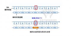 【佳学基因-基因