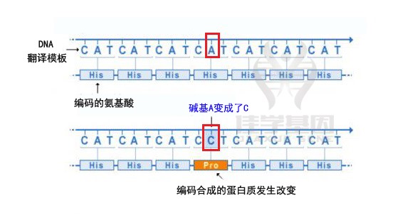 【佳学基因-基因检测】图解|基因突变的类型有哪些？