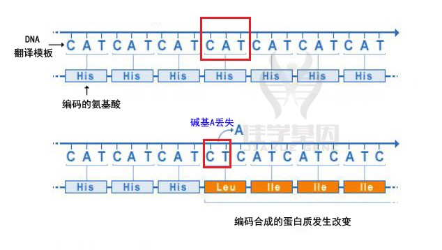 【佳学基因-基因检测】图解|基因突变的类型有哪些？