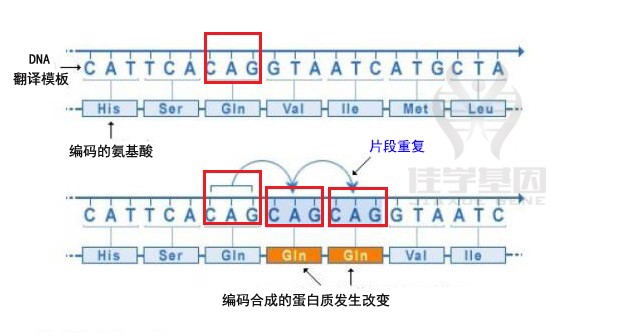 【佳学基因-基因检测】图解|基因突变的类型有哪些？