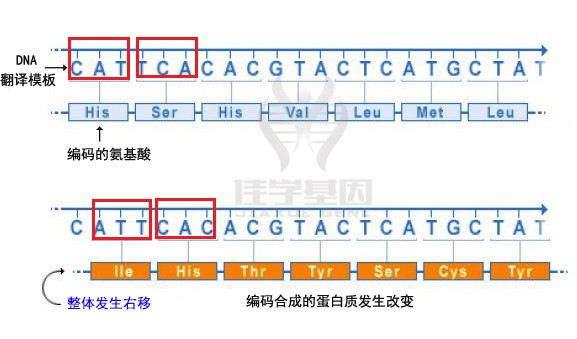 【佳学基因-基因检测】图解|基因突变的类型有哪些？