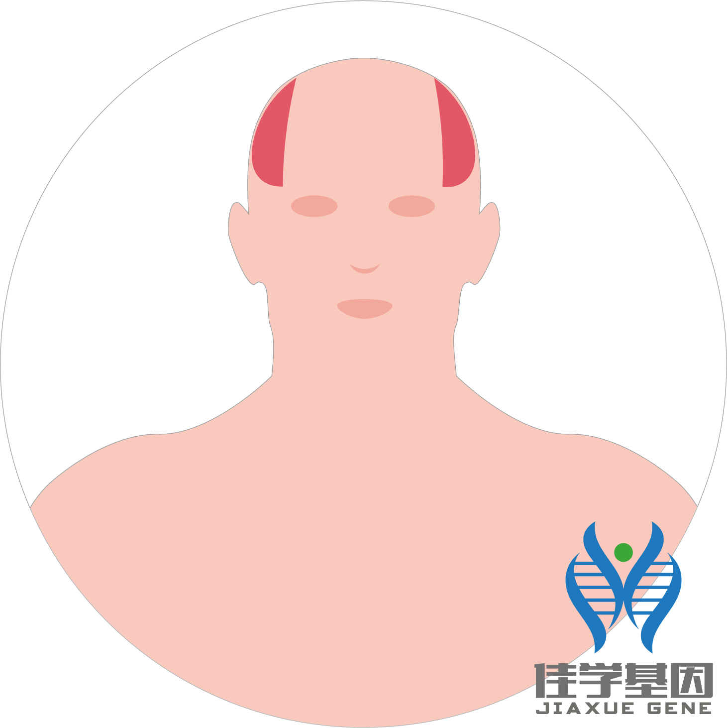 【佳学基因检测】<a href='https://www.jiaxuejiyin.com/cp/shengzhi/nan/' target='_blank'><u>男性</u></a><font color='red'>脱发</font>（Androgenetic alopecia）基因解码、<a href=http://www.jiaxuejiyin.com/tk/jiema/cexujishu/2021/31933.html>基因检测</a>