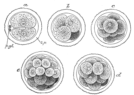 This is a drawing of cell cleavage. The cell stays the same size in all 5 drawi<a href='www.jiaxuejiyin.com/tk/jiema/cexujishu/2021/31917.html' target='_blank'><u>ngs</u></a>, but the zygotes inside the cell increase in number.