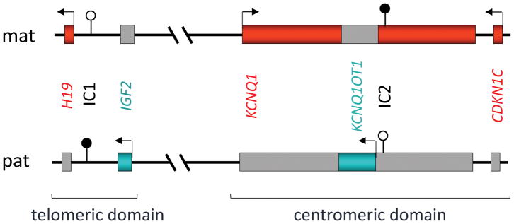 BWS<a href=http://www.jiaxuejiyin.com/tk/jiema/cexujishu/2021/31933.html>基因检测</a>与分子诊断