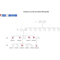 DBA家族没有进行致病基因鉴定实现<a href='https://www.jiaxuejiyin.com/cp/chabiyin/2022/33668.html' target='_blank'><u>阻断</u></a>的遗传家谱