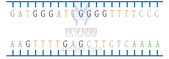 【佳学基因解码-基因检测】男孩与他的猫：左眼淡蓝色、右眼琥珀色的眼睛你见过吗？