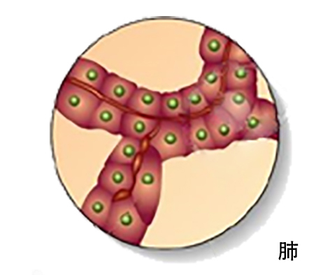 【佳学基因检测