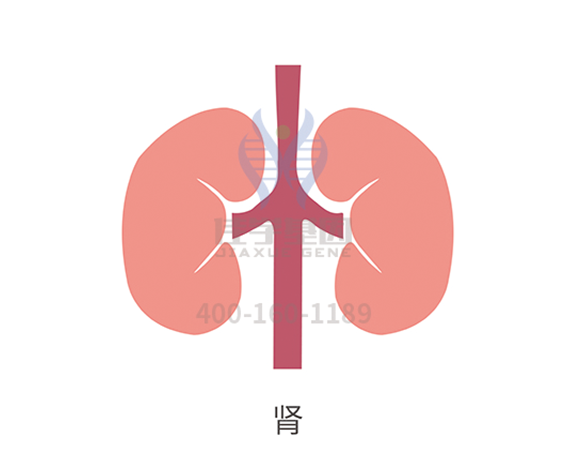 <b>【佳学基因解码-基因检测】多囊肾病为何如此高发？</b>