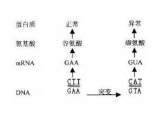 【佳学基因-基因