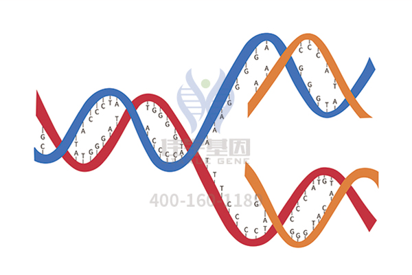 【佳学基因解码-基因检测】什么是线粒体多功能障碍综合征？