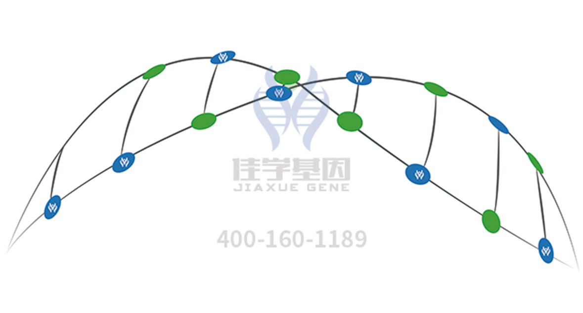 【佳学基因解码-基因检测】多种多样腓肠肌萎缩症，病因查找还需基因解码