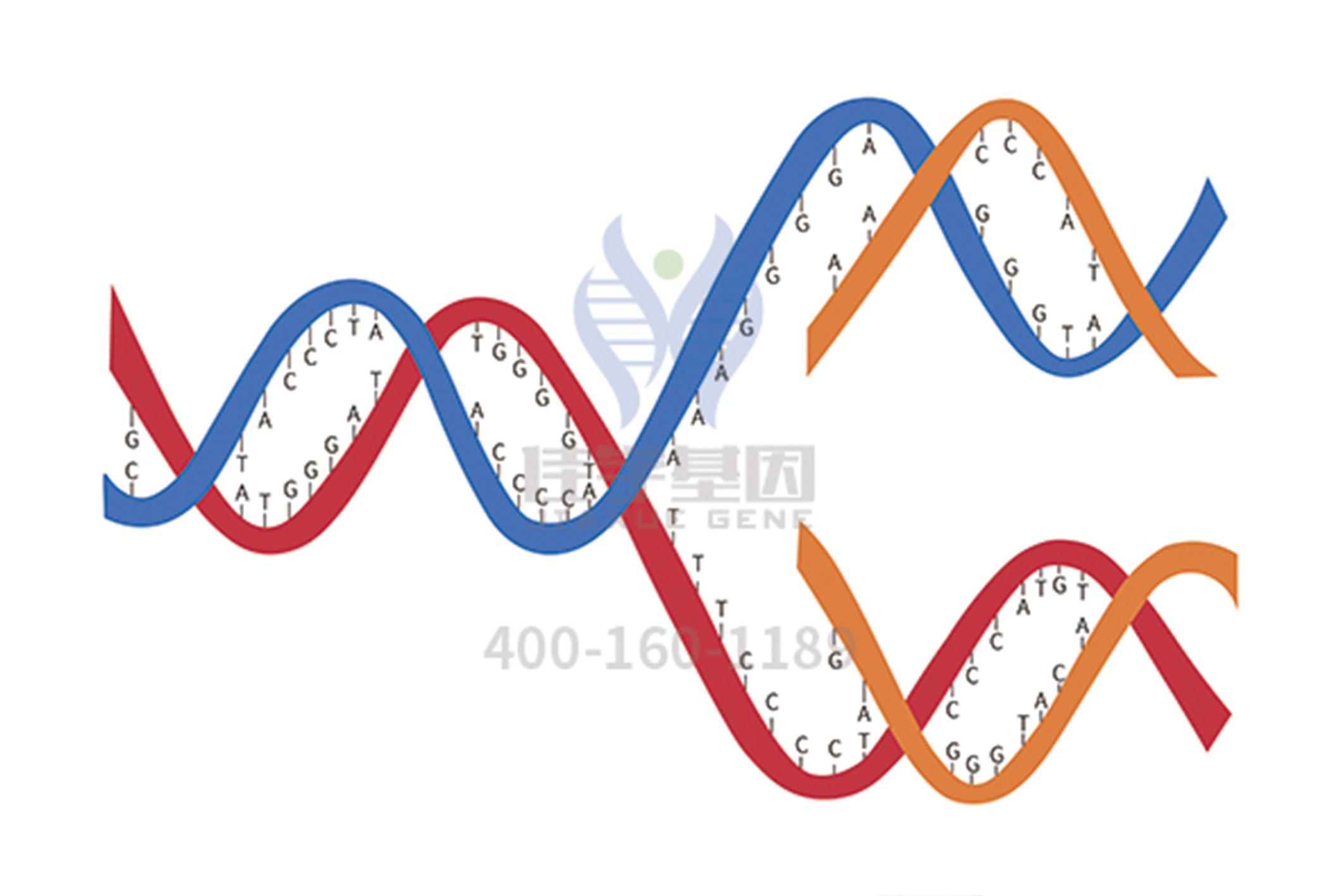 <b>【佳学基因检测</b>