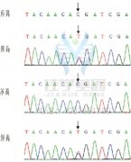 <b>【佳学基因检测</b>