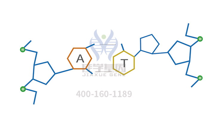 <b>【佳学基因检测</b>