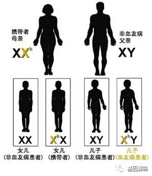 【佳学基因-基因检测】“玻璃人”血友病传男不传女是真的吗？ 